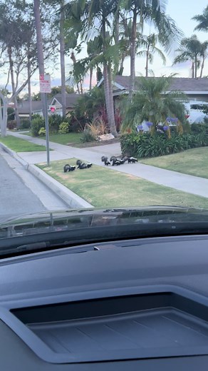 Mom and Her Playful Skunks: Backyard Rescue Moments