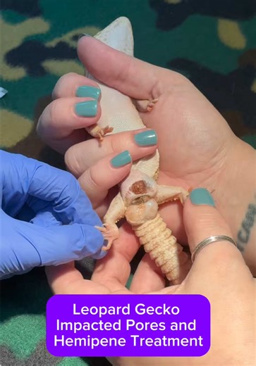 Removed the BIGGEST impacted pore and hemipene plugs from a leopard gecko (with a little help from @Austin | 4th Year Vet Student)! Please do not try this at home, and please see a veterinarian if you suspect something similar with your own leopard gecko. #leopardgecko #reptile #lizard #veterinarian #vetmed