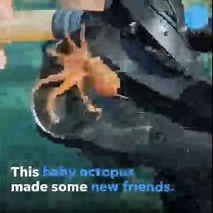 This baby octopus made some new friends in the Mediterranean Sea 🐙 | USA TODAY Video
