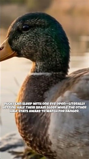 Amazing Duck Facts| Mallard Animal Behavior| #curiousfornature
