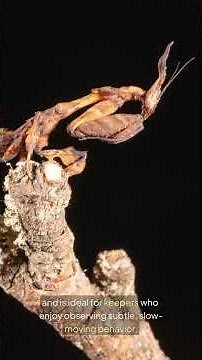 Keeping Praying Mantis as Pets? Start With These Beginner Species