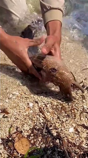 The Most Satisfying Fish Catch Ever! 🎣