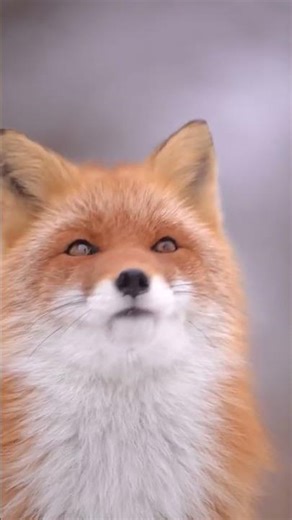 Adorable Little Fox 🦊 | Cute & Curious Moments