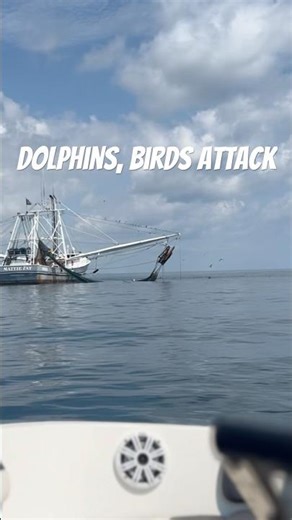 BAYLINER 10 MILES OFFSHORE CHASING SHRIMP BOATS