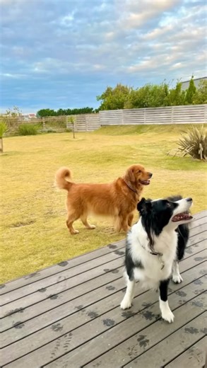 愛犬とのプライベート貸別荘 ドッグコテージ海の音 on Instagram‎: "ボーダーコリーのなおくんとゴールデンレトリバーのあこちゃん🐶 @nao___aco 様のご投稿をご紹介します👏 この度はドッグコテージ海の音をご利用頂き誠にありがとうございます🙇🏻‍♂️ こちらは『ひなた』棟です🏠 ・・・・・・・・・・・・・・・・・・・・・・・・・・ 千葉県九十九里浜にあるドッグコテージ海の音さんに無事に到着しました🌊 想像通りの素敵なお宿💓 西海岸風のインテリアも素敵だし💓 何より400坪ドッグラン広っ😳✨✨✨ お風呂の窓も大きくてリゾート気分満載🛀 やっぱり『ひなた』にして良かった良かった👌 広〜いドッグランになおあこ大興奮🙌🙌 早速走り回ってました💨💨 ロンパース着せといて良かった😅 私が宿の説明を聞いてる間に 夏櫻の爆走が凄かっ