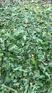 31K views · 137 reactions | Eco-friendly and energy-saving, 1400 kg/hour wood chip output turning waste into resources.#woodchipper #machinery #farmer #dawnagro | Dawn Agro Machinery | Facebook