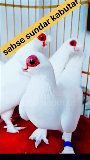 🕊️🥰Sundar sa kabutar🥰🕊️||#shorts #youtubeshorts #trending #viral #pigeon #kabootar
