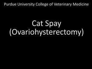 Cat Spay (Ovariohysterectomy)