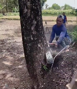Amazing skill man cutting down tree from bottom tree stand on the field | Making Video