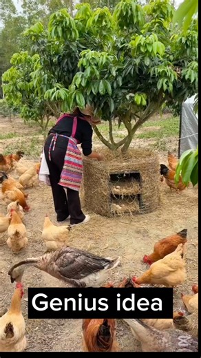 Genius chicken farming idea #chickenfarming #organicfarming