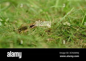 Macro close-up slow motion of a frog jumping across fresh green grass in bright daylight, capturing detailed movement in stunning clarity Stock Video Footage - Alamy