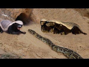 Primitive Technology: Found Mongoose Attack From Python And Rescue Mongoose in Nest | Animal world
