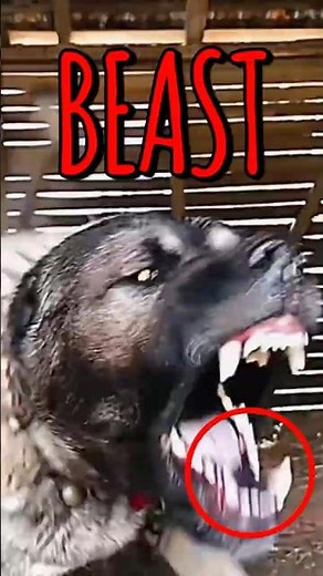 Top 5 Most Brutal Dogs 🤬