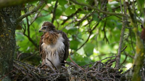 A hidden camera captured this bird’s first attempt at flight