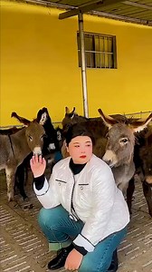 25K views · 42 reactions | #donkeylove #cuteanimals #farmlife #farmanimals #adorable #animallover #donkeyday #donkeyfun #donkeyfacts https://amzn.to/3GUdGLB | Donkey Lover | Facebook