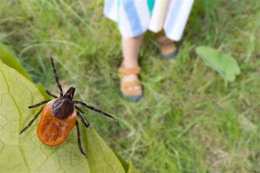 The Tiny Tick Behind a Big Health Crisis: What to Know About Lyme Disease