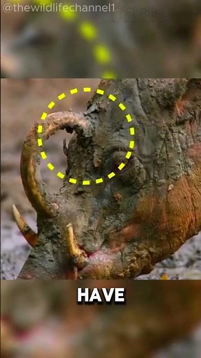 Babirusa: The Rainforest’s Wild Wonder!