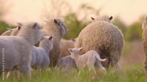 Little Funny Lambs On Meadow. Sheep Grazing in Pasture on Farm in Countryside