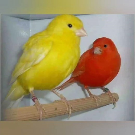 conseils en élevage des canaris