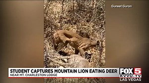 MOUNTAIN LION SIGHTING: A UNLV student recently spotted a mountain lion feasting on a deer just a short distance from the Mt. Charleston Lodge. https://bit.ly/3fFGo19 | FOX5 Las Vegas