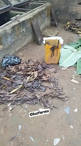 Management of snail in the snail pen housing #snailfarming #oluzfarms | Oluz farms & Agro consults