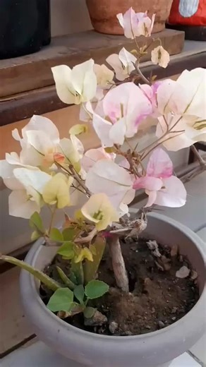 Simple Home Garden on Instagram: "Bougainville plant flowers care tips #gardening #plants"