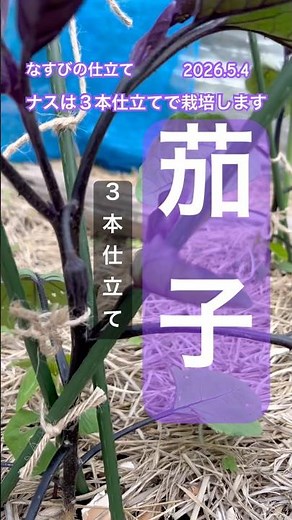 [Eggplant cultivation] We cultivate them using a three-stem system #eggplant