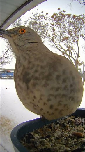 Close-up Of a Curve-billed Thrasher #birds