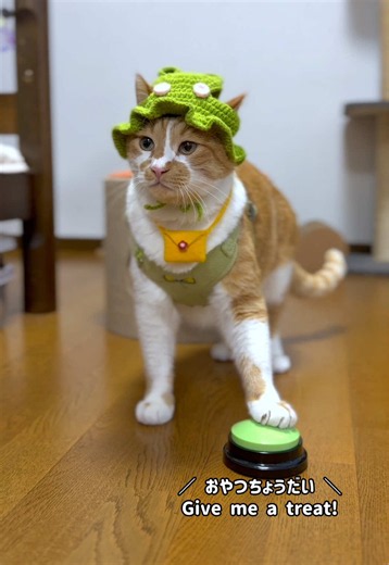 カエルに変身して、お散歩前のおやつタイムだにゃ🐈🐸🐾 ［食べてるもの］ ママクックのフリーズドライ 【よくある質問】 ［名前］：もんぶらん（もんちゃん） ［性別］：♂ ［年齢］：推定6歳 ［種類］：元野良猫でミックス ［体重］：7.6キ（ダイエット中） ［衣装］：この動画のハーネス&帽子→TEMU この動画のポシェット→主の手作り ［お散歩開始日］：3年前からです！ ［ハーネスの練習］ ：ハーネスやお散歩の練習はしたことがなく、初めて装着した時からこんな感じで抵抗ありませんでした！嫌がってたらお散歩するつもりなかったので今頃お散歩猫にはなってなかったと思います！ ［お散歩の所要時間］ ：まちまちですが平均30〜40分！ 長いと1時間！ 基本はもんちゃんが帰りたいタイミングで玄関に戻ってくれます！ ［ノミダニ予防］ ：かかりつけの病院にお散歩認知してもらってるのでスポットタイプのお薬もらってます！ ［お散歩のきっかけ］ ：家にはちび、もんぶらん、あめ、ごんべえの4匹（みんな元野良猫）の猫がいます。もんちゃんだけ別部屋で生活しているため、他の猫の気配を常に感じながら生活している＋隔離