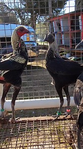 Birchen Modern Game Bantams #dallasfortworth #ranchodeljudas #kikirikis #bantams #oegb | Rancho Del Judas