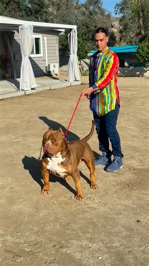 Kathryn Sowerbrower on Instagram: "Easiest dog to stack ever…. Its effortless with Bacon ❤️❤️❤️"