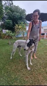 68K views · 1.8K reactions | #KING, #GALGO INGLÉS, EN ADOPCIÓN ‼️‼️‼️...