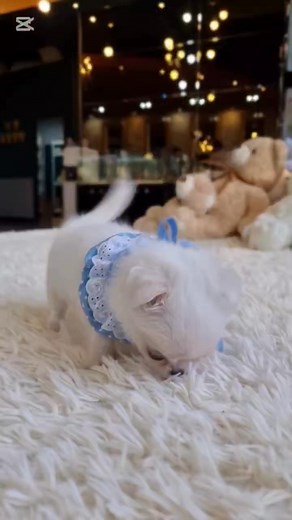 How cute is this Malchi? ❤️ . . . . . #pet #dog #pets #dogsofinstagram #dogs #petsofinstagram #cute #love #cat #puppy #doglover #animals #petlovers #petstagram #instadog #animal #cats #doglovers #dogstagram #dogoftheday #catsofinstagram #doglife #instagram #petshop #catlover #puppylove #cachorro #instapet #puppies #of | Family Pet Adoption Center