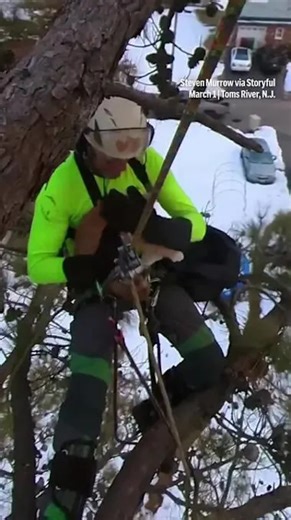 Cat rescued after stuck in tree for 3 days