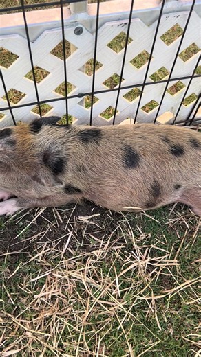 i found inosuke guys look(i know its a pig and not a boar shut up) #inosuke #demonslayer #infinitycastle #inosukehashibara #fyp