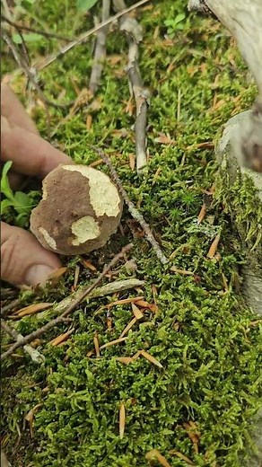 FIRST PORCINI OF THE SEASON!!! #mushroom #fungi #nature