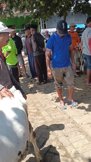 mafia..sapi🐄🐂 (@sapi..dorowati)’s videos with suara asli - Isma - BINTANG GEMINI