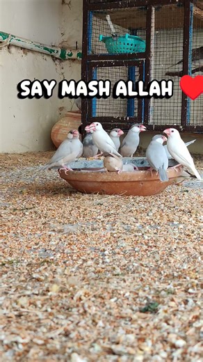 java finch beauty #javafinch #birds #javasparrow #cute #birdingparadise