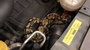 Mechanic finds python under car bonnet during MOT