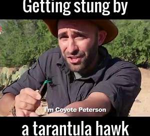 A tarantula hawk sting is so bad that is paralyses you for 5 minutes. So yeah, this guy is a maniac 😂😂😳 by Coyote Peterson | UNILAD