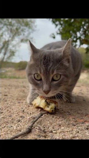 Cats Speak: Unlocking the 100+ Sounds of Feline Communication!