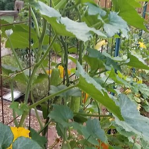 1.2K views · 49 reactions | Summer squash usually grow like a bush,...