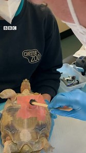 This is one of the world's rarest types of tortoise. It was rescued from smugglers in Hong Kong. But it only has three legs. So it's been fitted with rollers, which have given it a new lease of life at Chester Zoo. Read the full story: https://www.bbc.co.uk/news/uk-england-merseyside-62056851 | BBC Manchester