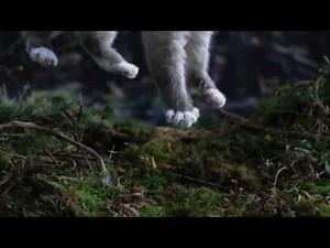 Secret Life of Cats: Slowmotion cats falling