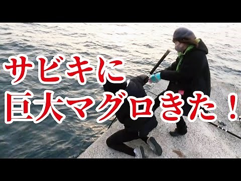 おばちゃんが堤防でサビキ釣りをしていたら10㌔超えのマグロが掛かって大騒動（886話目）