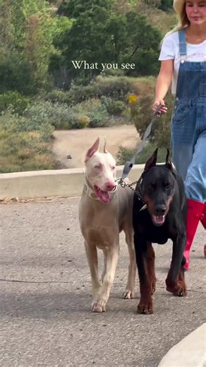 Adorable Doberman Puppy Moments in USA