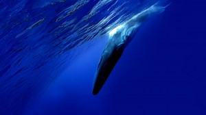 The Loneliest Whale: The Search for 52 | Netflix