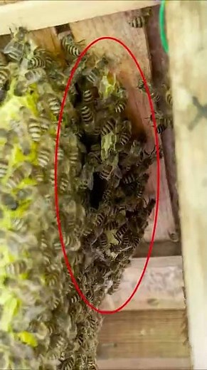 The queen bee lays eggs! Open hive on the third day. I'm a weekend beekeeper in Kyoto! #Shorts