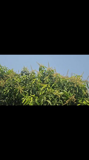 2.4K views · 35 reactions | MANGO PLANT AYUR JACK FARM KURUMAL KUNNU ALL FRUIT PLANTS AVAILABLE 9447738074 | AyurJack | Facebook
