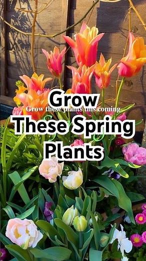 Grow these plants for Spring 🌸🌱